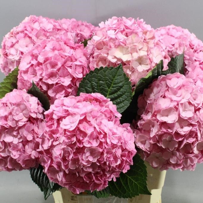 Hydrangeas imported