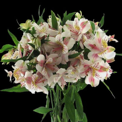 Alstroemeria