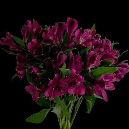 Alstroemeria