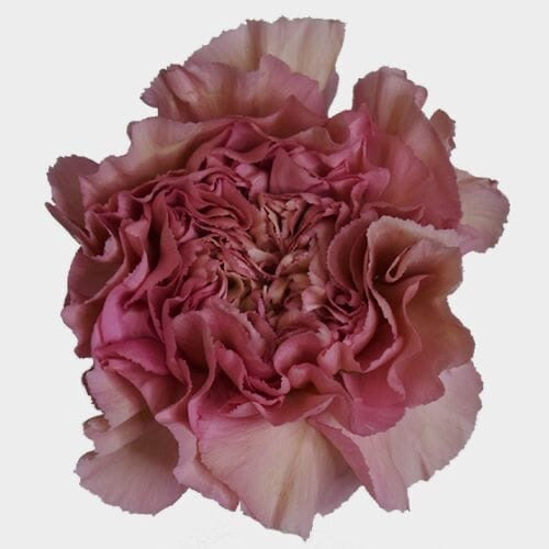 Carnations