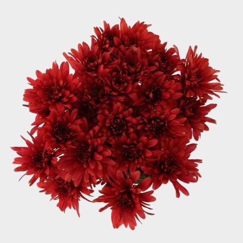 Chrysanthemums