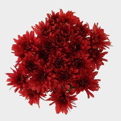 Chrysanthemums