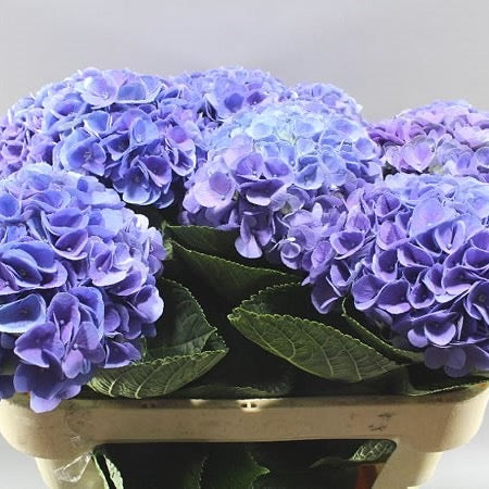Hydrangeas imported