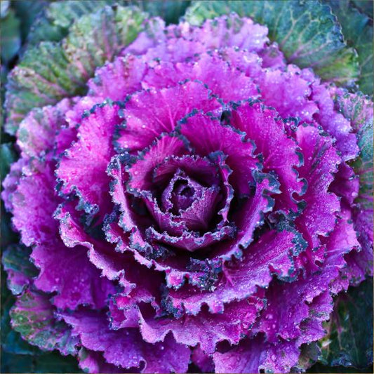 Kale