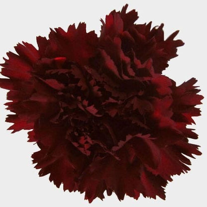 Carnations