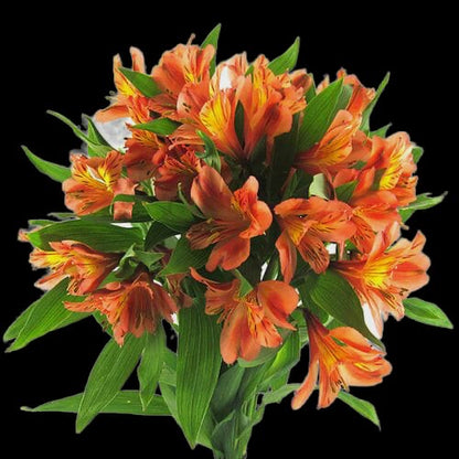 Alstroemeria