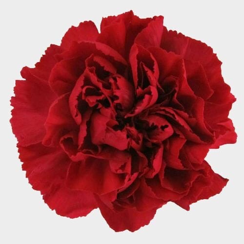 Carnations
