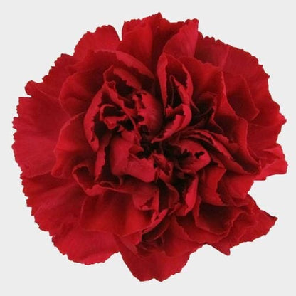 Carnations