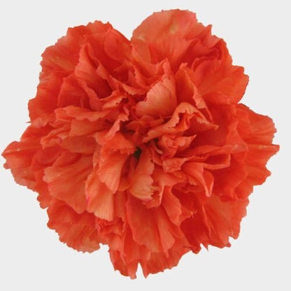 Carnations
