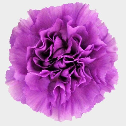 Carnations