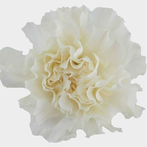 Carnations