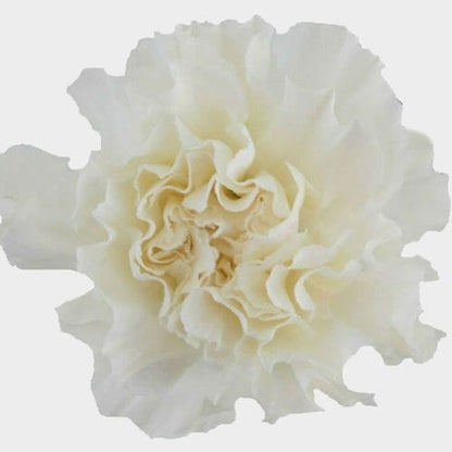 Carnations