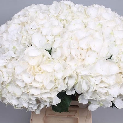 Hydrangeas imported