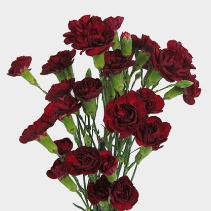 Mini Carnations
