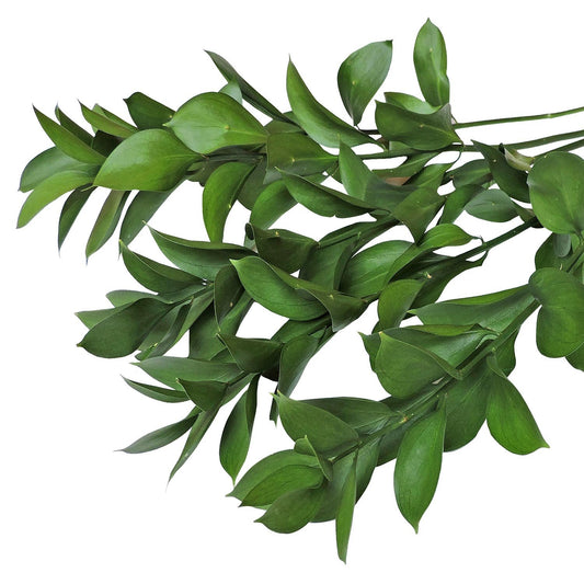 Ruscus