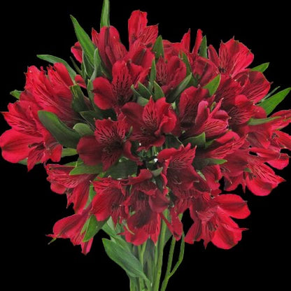 Alstroemeria