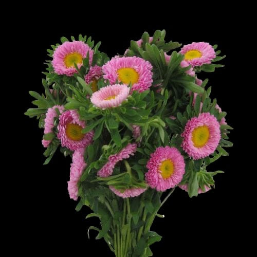 Matsumoto Asters