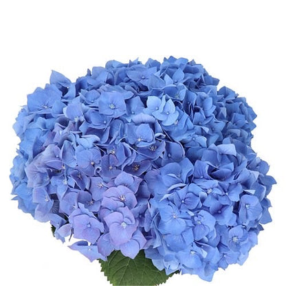 Hydrangeas imported
