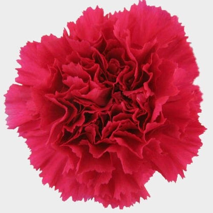 Carnations