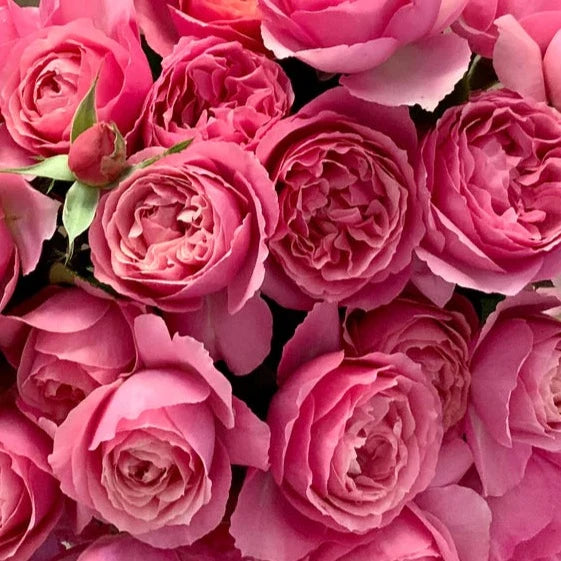 Roses