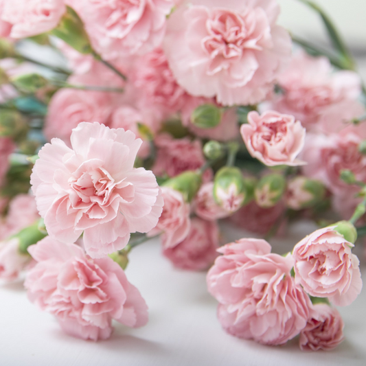 Mini Carnations