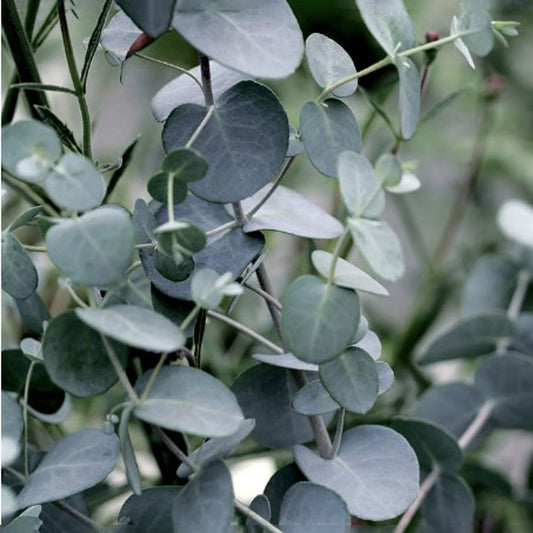 Eucalyptus