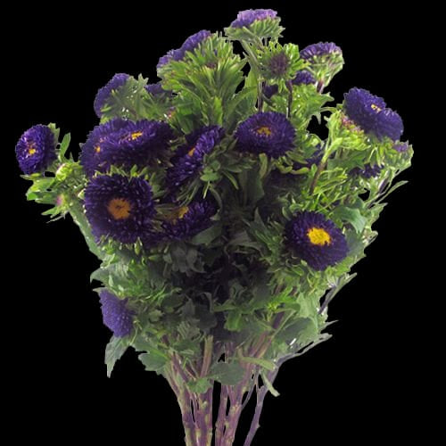 Matsumoto Asters