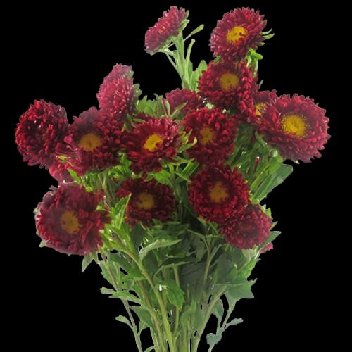 Matsumoto Asters