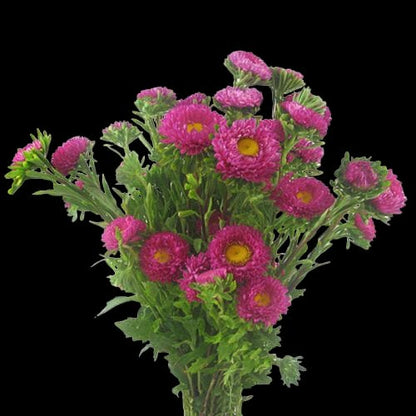Matsumoto Asters