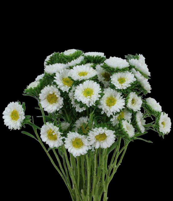 Matsumoto Asters