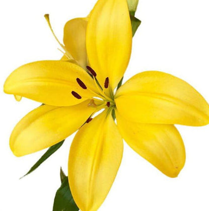 Asiatic Lilies