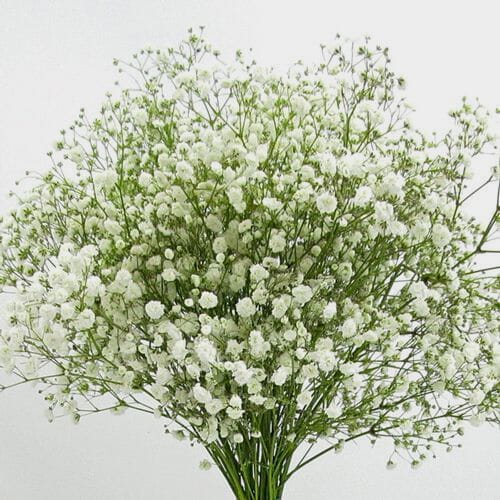 Gyp - Baby's Breath