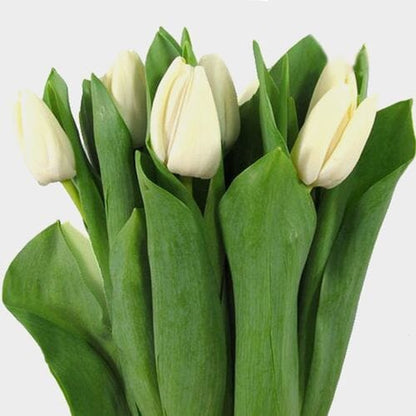 Tulips
