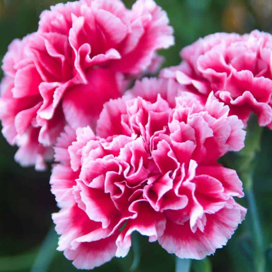 Carnations