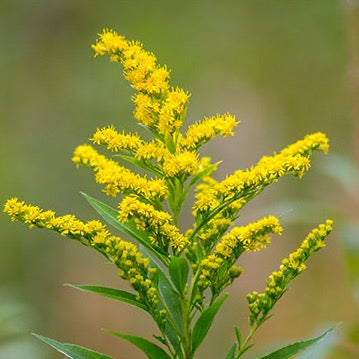 Solidago