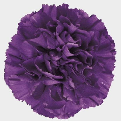 Carnations