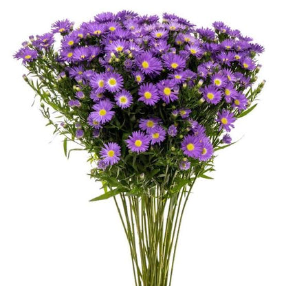 Monte Casino Asters