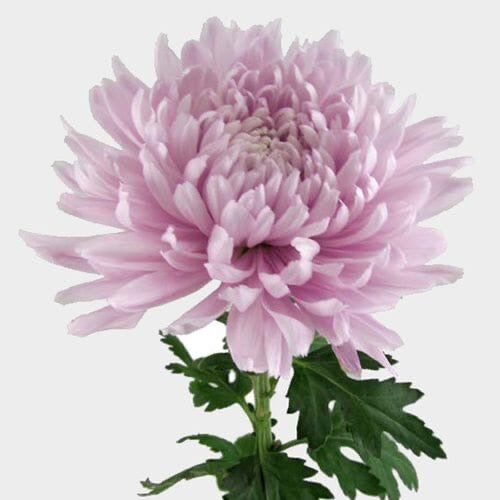 Chrysanthemums Stems