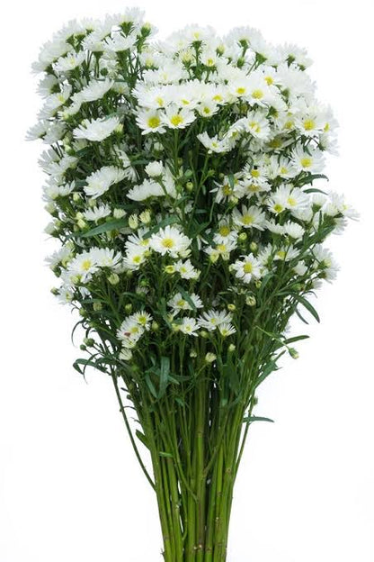 Monte Casino Asters