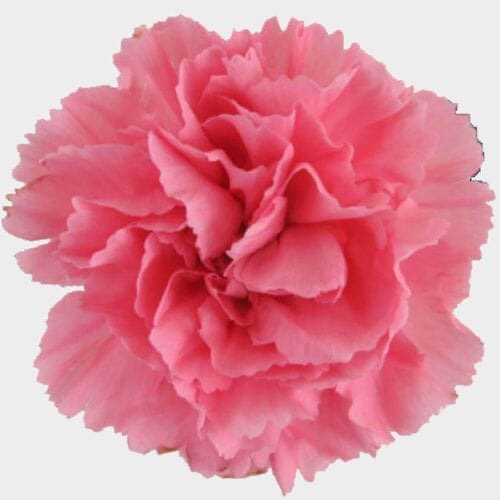 Carnations