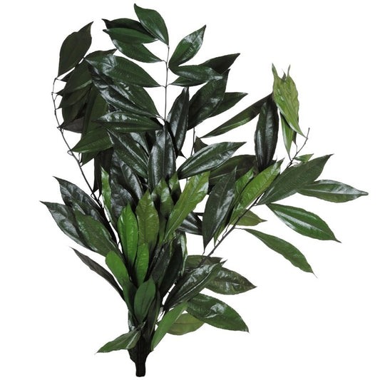 Coculus