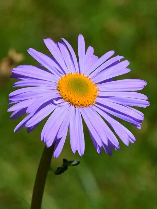 Monte Casino Asters