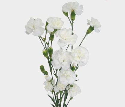 Mini Carnations