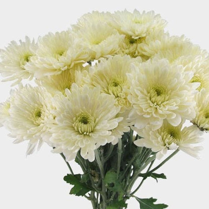 Chrysanthemums