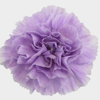 Carnations