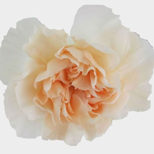 Carnations