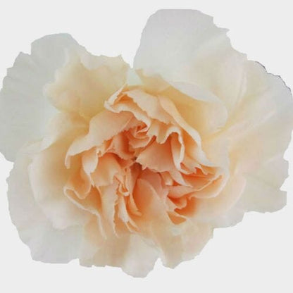 Carnations