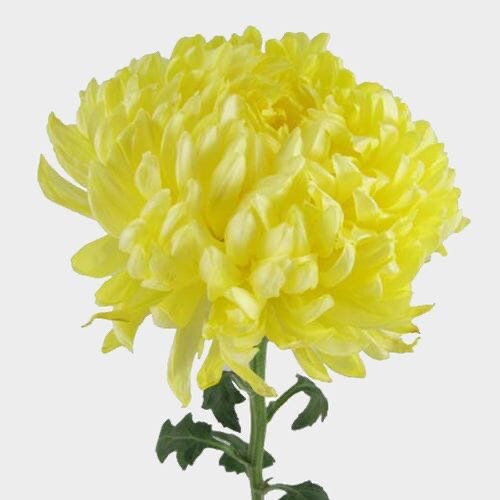 Chrysanthemums Stems