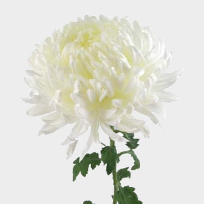 Chrysanthemums Stems