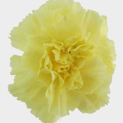 Carnations